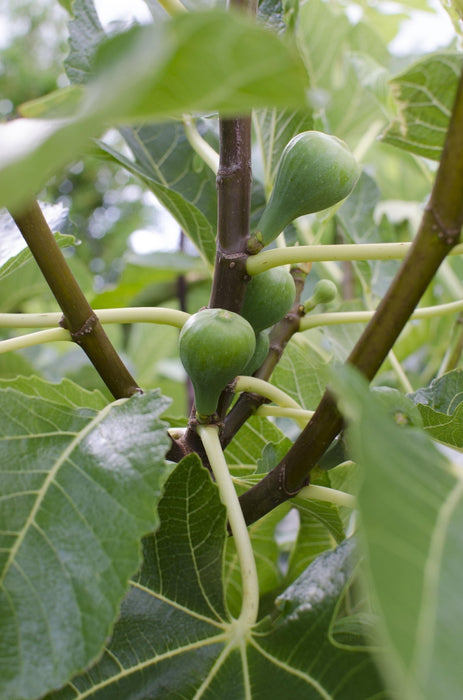 Ficus Gustissimo Perretta