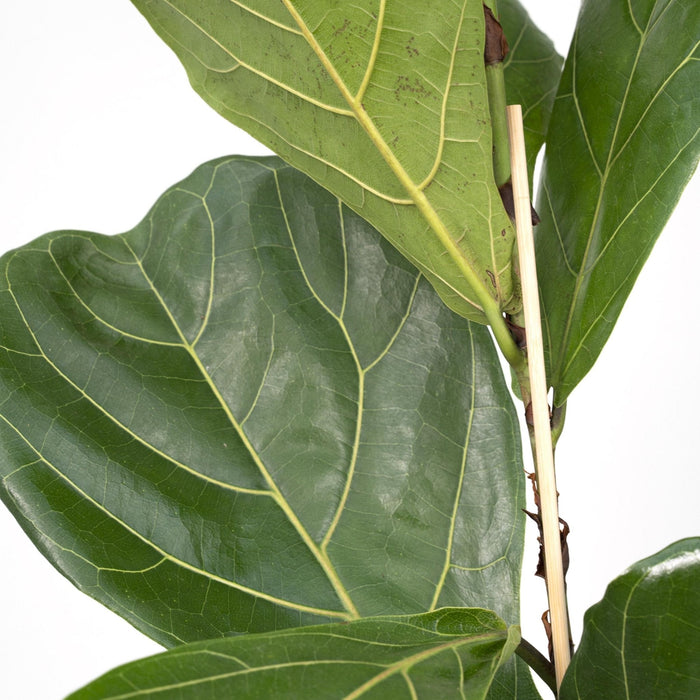 Ficus Lyrata