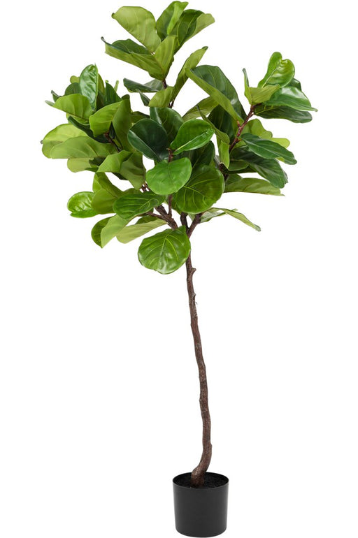 Ficus Lyrata - Kunstig Tre