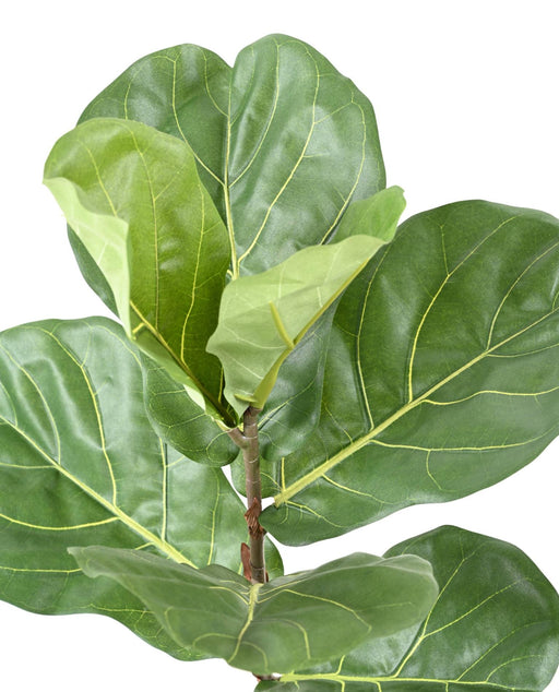 Kunstig Ficus Lyrata 75 Cm Innendørs Plante