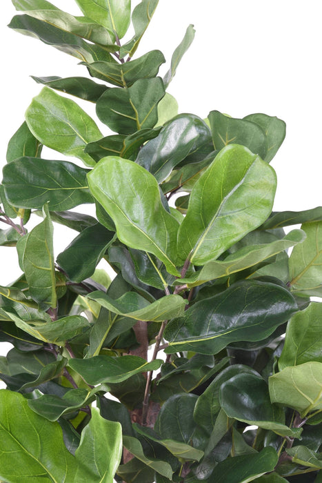 Kunstig Ficus Lyrata H.180Cm Dekorativ Plante