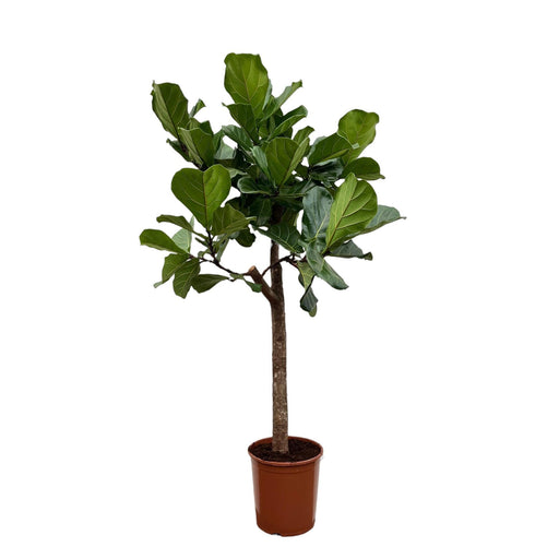 Ficus Lyrata Bom - 160 Cm - Ø30