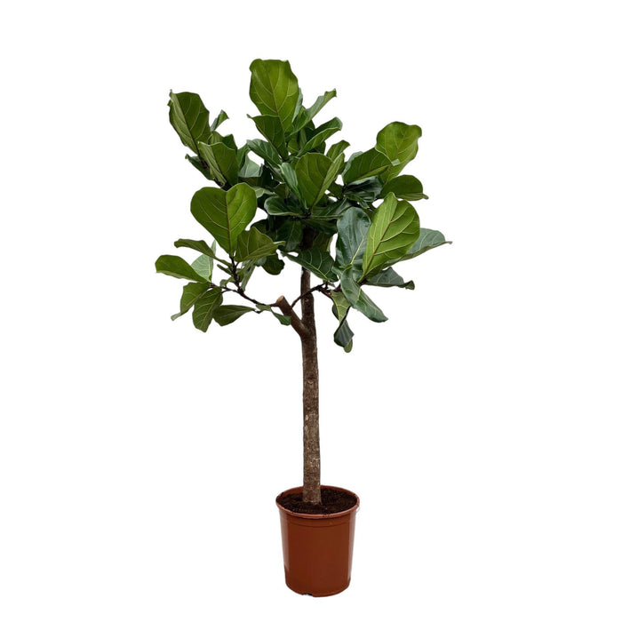 Ficus Lyrata Bom - 160 Cm - Ø30