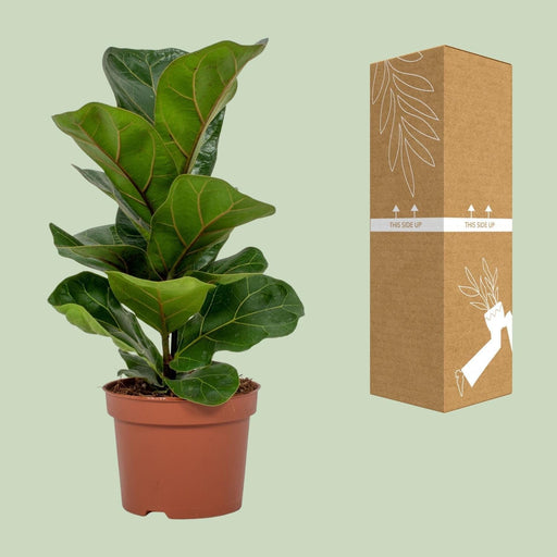 Ficus Lyrata - Ø12 - ↨30Cm