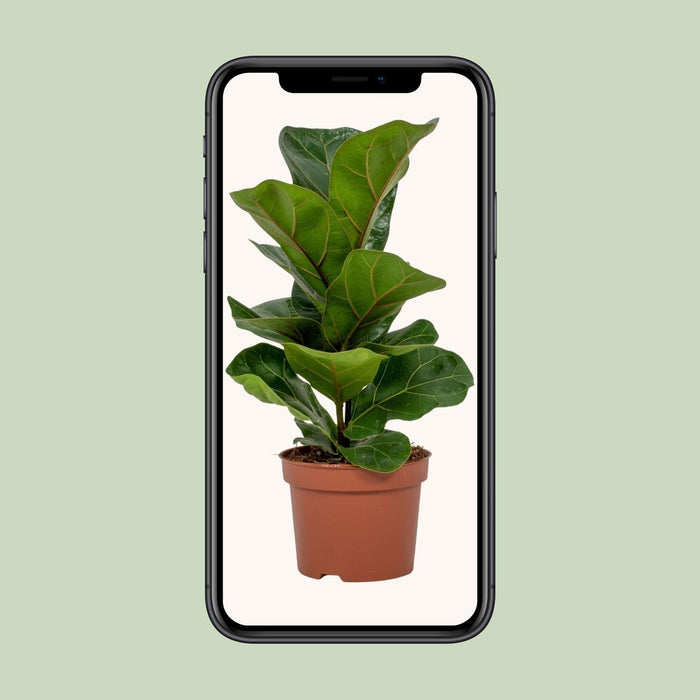 Ficus Lyrata - Ø12 - ↨30Cm