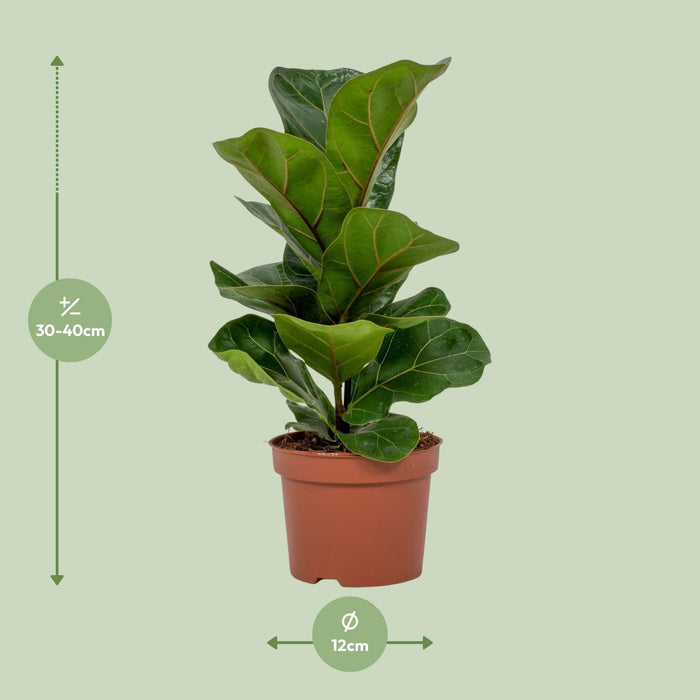 Ficus Lyrata - Ø12 - ↨30Cm