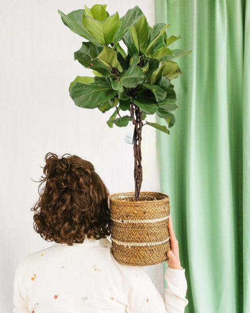 Ficus Lyrata Flettet Stamme H100Cm