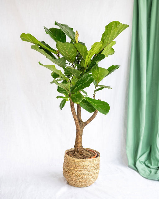 Ficus Lyrata XL