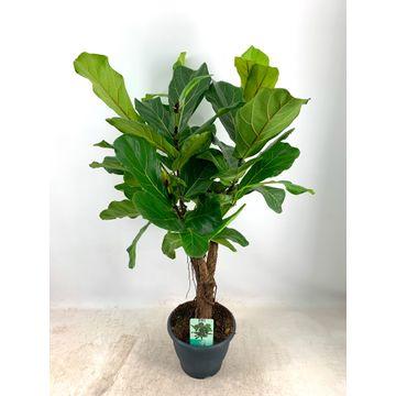 Ficus Lyrata XL