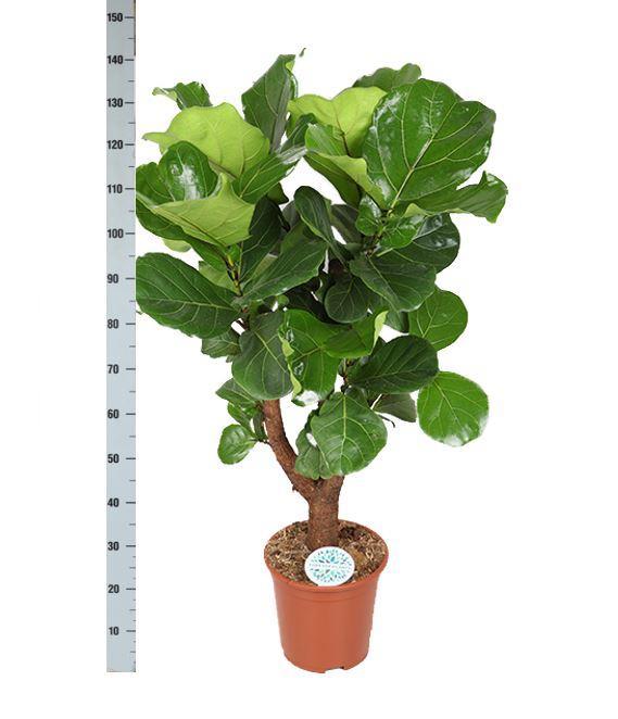 Ficus Lyrata Og Dens Gryte