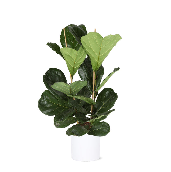 Ficus Lyrata Og Dens Gryte