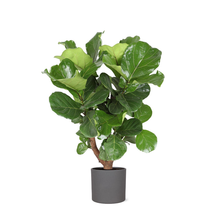 Ficus Lyrata Og Dens Gryte