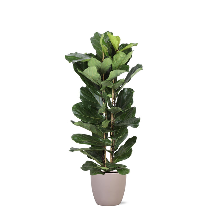 Ficus Lyrata Og Dens Gryte