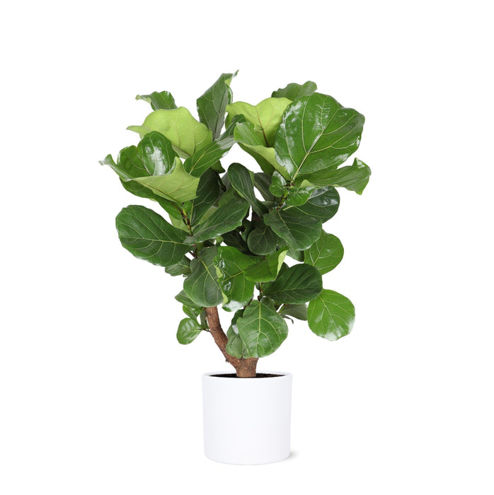 Ficus Lyrata Og Dens Gryte