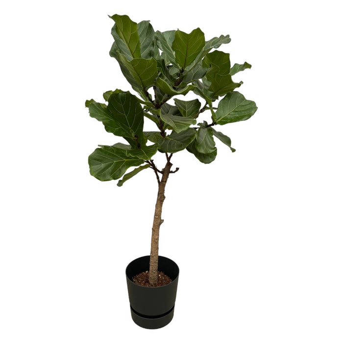 Ficus Lyrata Og Dens Gryte