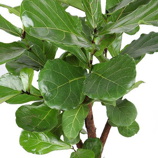 Ficus Lyrata Og Dens Gryte