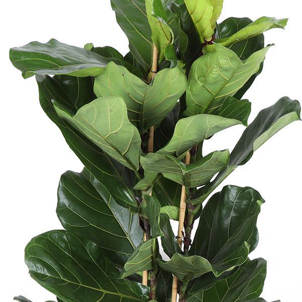 Ficus Lyrata Og Dens Gryte