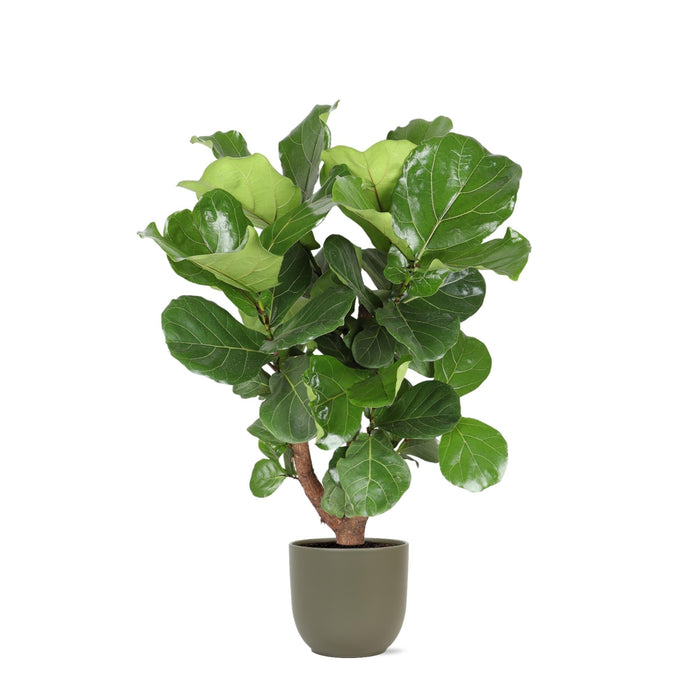 Ficus Lyrata Og Dens Gryte