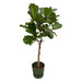 Ficus Lyrata Og Dens Gryte