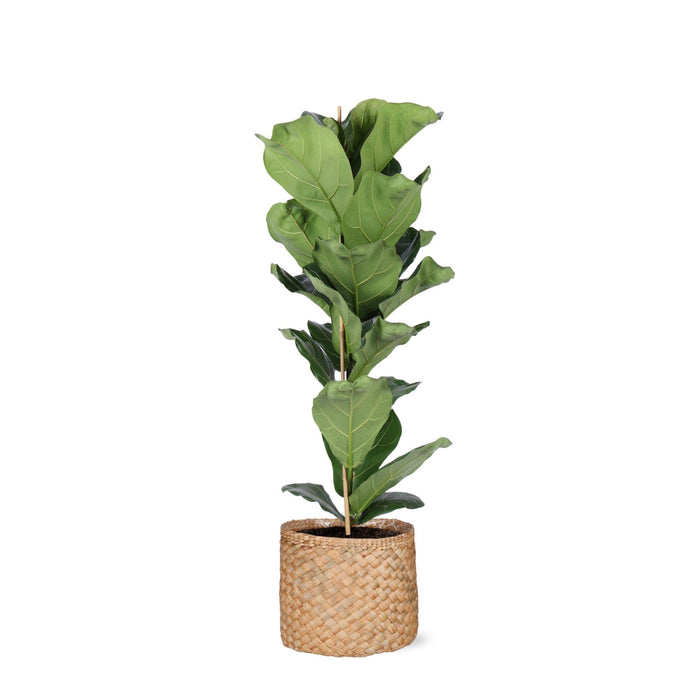 Ficus Lyrata Og Dens Gryte