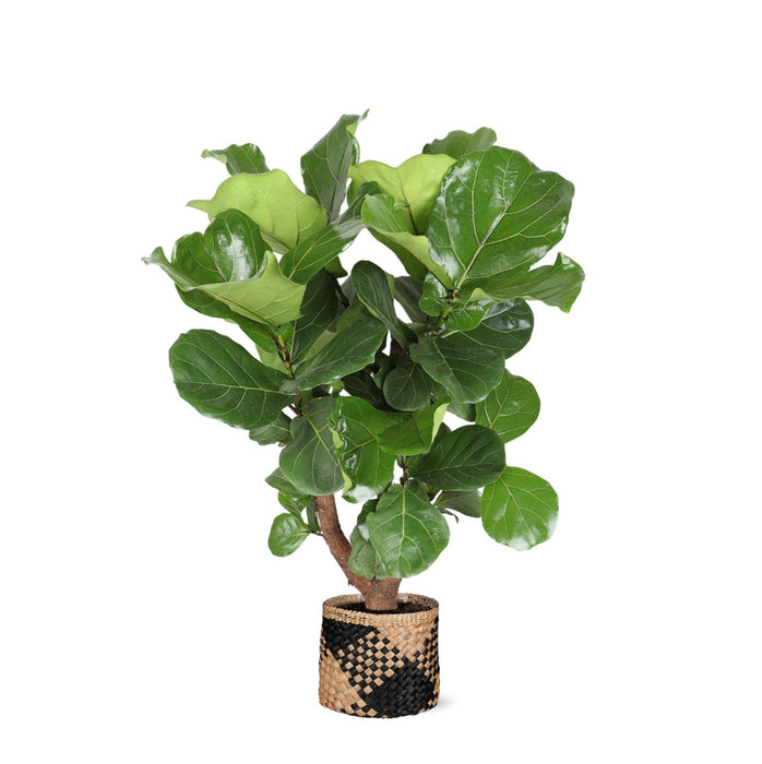 Ficus Lyrata Og Dens Gryte