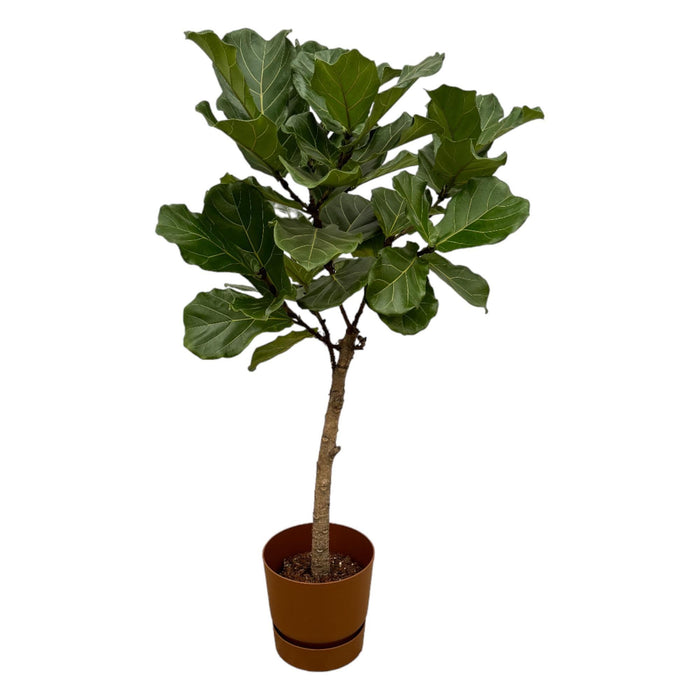 Ficus Lyrata Og Dens Gryte