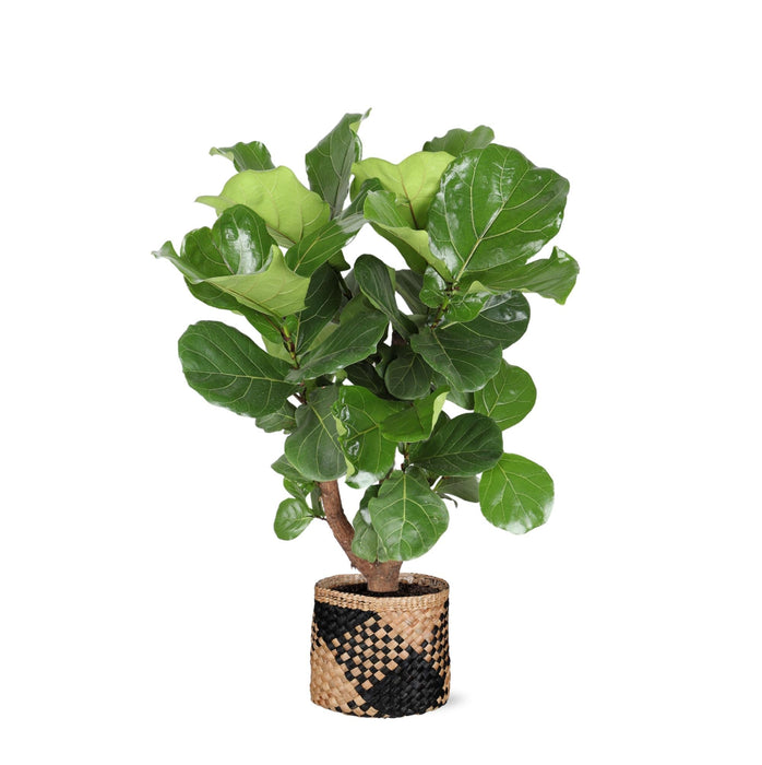 Ficus Lyrata Og Dens Gryte