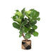 Ficus Lyrata Og Dens Gryte