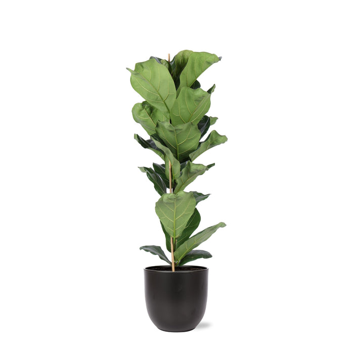 Ficus Lyrata Og Dens Gryte