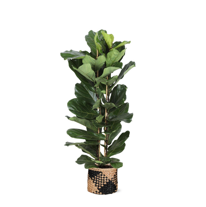 Ficus Lyrata Og Dens Gryte