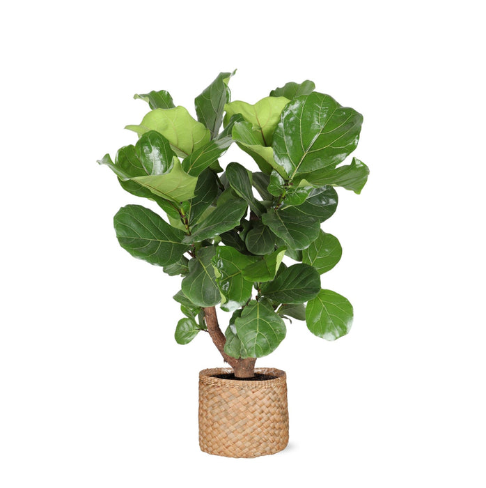 Ficus Lyrata Og Dens Gryte