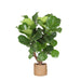 Ficus Lyrata Og Dens Gryte