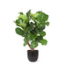 Ficus Lyrata Og Dens Gryte