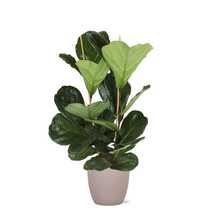 Ficus Lyrata Og Dens Gryte