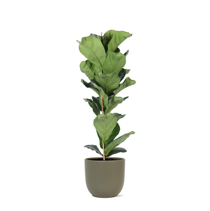 Ficus Lyrata Og Dens Gryte