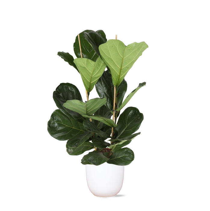 Ficus Lyrata Og Dens Gryte