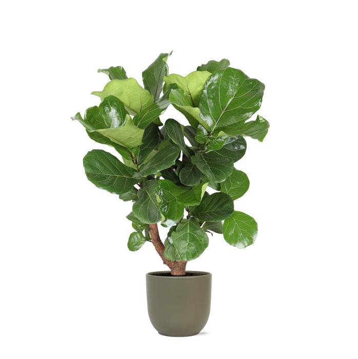 Ficus Lyrata Og Dens Gryte