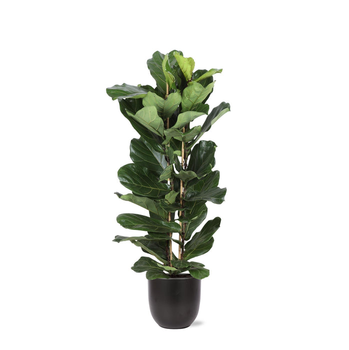 Ficus Lyrata Og Dens Gryte