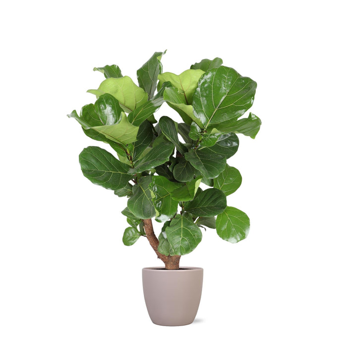 Ficus Lyrata Og Dens Gryte