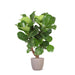 Ficus Lyrata Og Dens Gryte