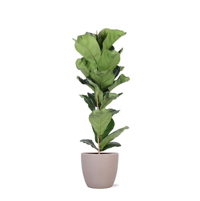 Ficus Lyrata Og Dens Gryte