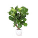 Ficus Lyrata Og Dens Gryte