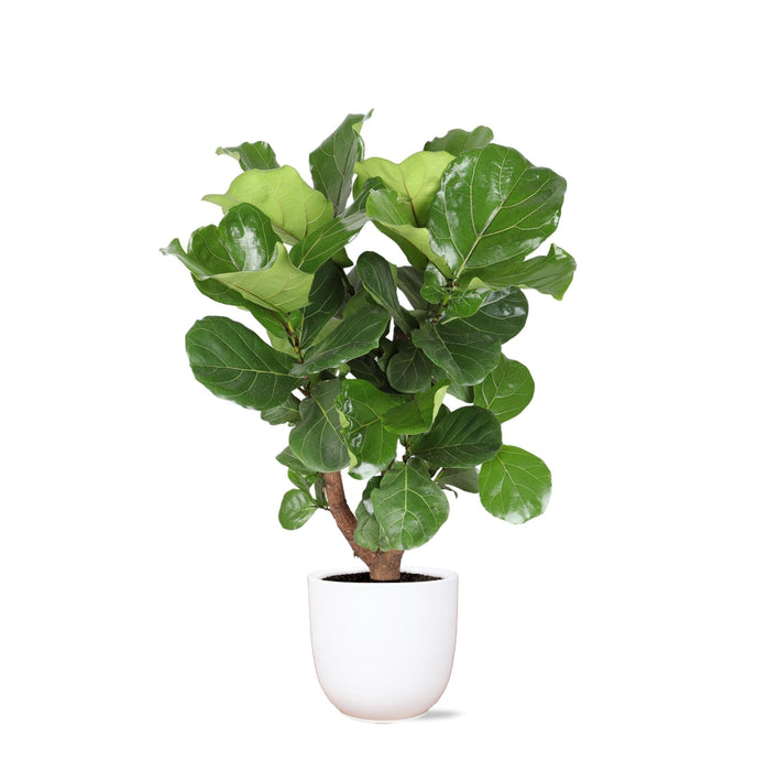 Ficus Lyrata Og Dens Gryte