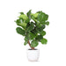 Ficus Lyrata Og Dens Gryte