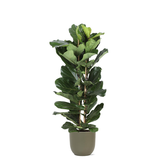 Ficus Lyrata Og Dens Gryte