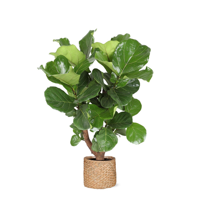 Ficus Lyrata Og Dens Gryte