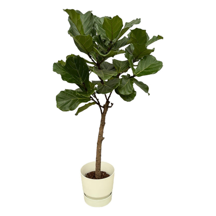 Ficus Lyrata Og Dens Gryte