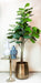 Ficus Lyrata Kunstig Plante H180Cm, Ø17Cm