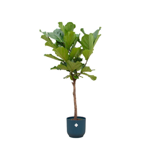 Ficus Lyrata Stam Inclusief Elho Vibes Fold Rund Blauw - 160 Cm - Ø30