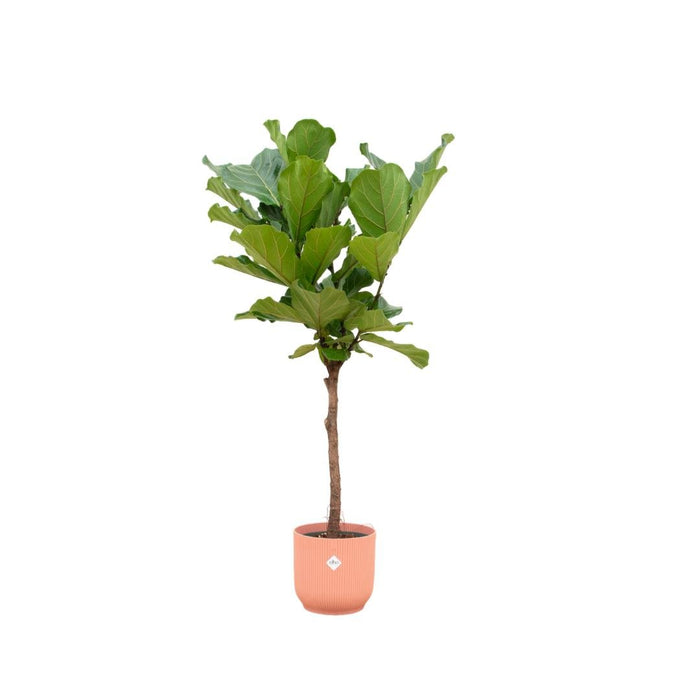 Ficus Lyrata Stam Inclusief Elho Vibes Fold Rund Rose - 160 Cm - Ø30